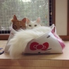 の写真