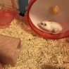 もっち