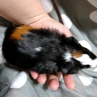 里親募集中！！