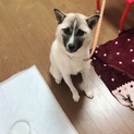 助けて下さい。