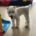 Mシュナウザー 