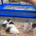5月9日生まれファンシーラットの子供です。