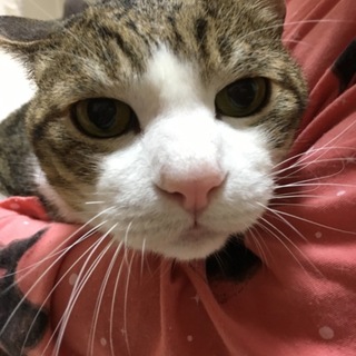飼い主亡くなり緊急保護したキジ白くん