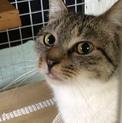お年寄りの多頭崩壊現場からの保護猫です。
