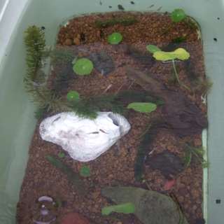 ヒメタニシ大小さまざま