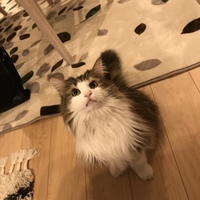 ピケ