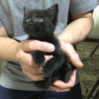 生後1ヶ月と少しの兄妹猫さん♡