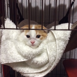 ハンモック