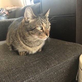 マンチカンの里親募集