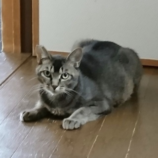 アビシニアン風の男の子アビ君