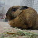 うさぎ♀ 里親さん募集です
