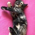 子猫もらってくださいませんか？
