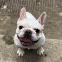 フレンチブルドッグ1歳4ヶ月
