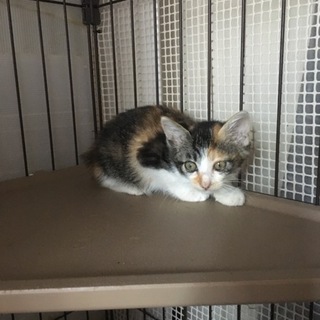 可愛い～❤仔猫の三毛ちゃん❤