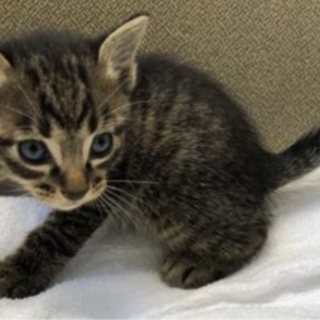 可愛い子猫ちゃんがセンターで待っています。