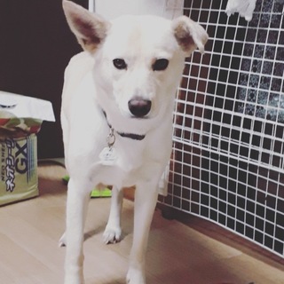 雑種推定 2才