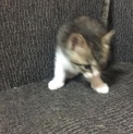 決まりました！