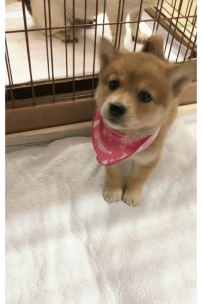 子キツネみたいなケイちゃ 香川県 犬の里親募集 ペットのおうち 月間利用者150万人 子キツネみたいなケイちゃ 香川県 犬の里親募集 ペットのおうち 月間利用者150万人