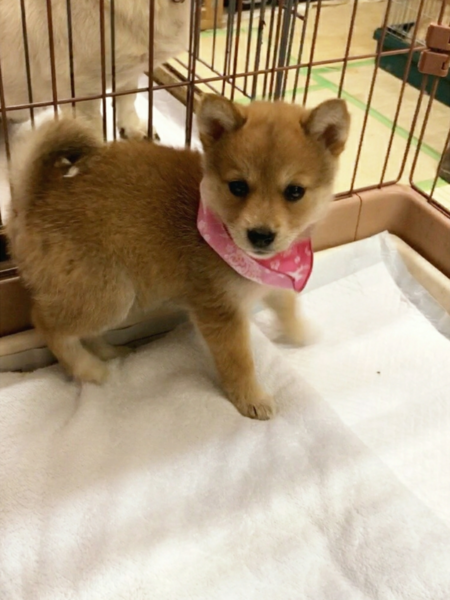 子キツネみたいなケイちゃ 香川県 犬の里親募集 ペットのおうち 月間利用者150万人 子キツネみたいなケイちゃ 香川県 犬の里親募集 ペットのおうち 月間利用者150万人