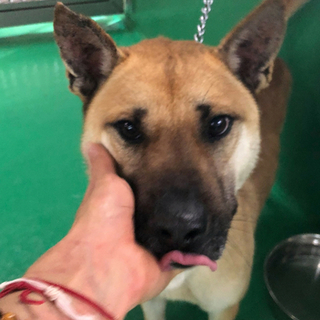 里親さま決定しました✨ありがとうございます。