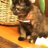 Cocoa
