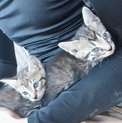 子猫の保護