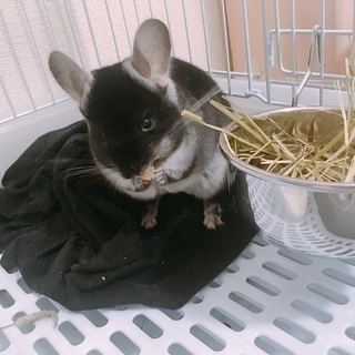  チンチラ 男の子