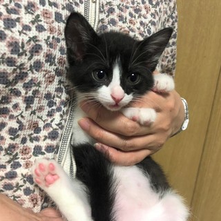 人も猫も好き！かわいすぎる女の子