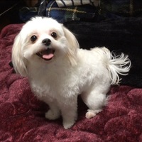 モコ