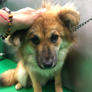 里親さま決定しました✨✨ありがとうございました。