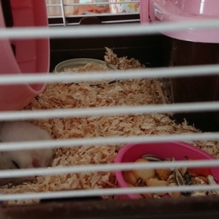 生後1ヶ月半のパールホワイト