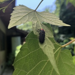 「小悪魔達の誘惑」サムネイル2