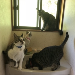 「小悪魔達の誘惑」サムネイル3