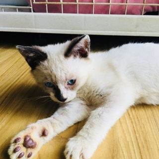 シャム系のオスの子猫
