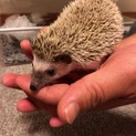 里親募集です