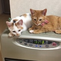 しょんぼり顔の三毛ちゃん