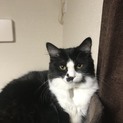 ハナクソつきのハチワレちゃん