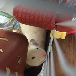 「今日は3匹迎え入れました(´ v `)」サムネイル2