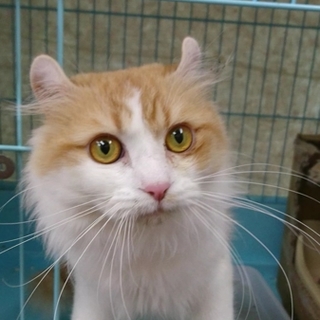 アメリカンカール★カール★男の子・1歳・中長毛