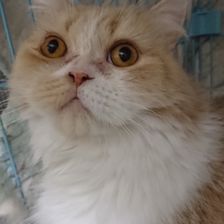 スコF☆はるかちゃん☆女の子・立耳・5歳・中長毛