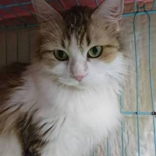 ノルウェージャンF☆こゆき☆女の子5歳