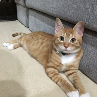 山本 律 （りつ）