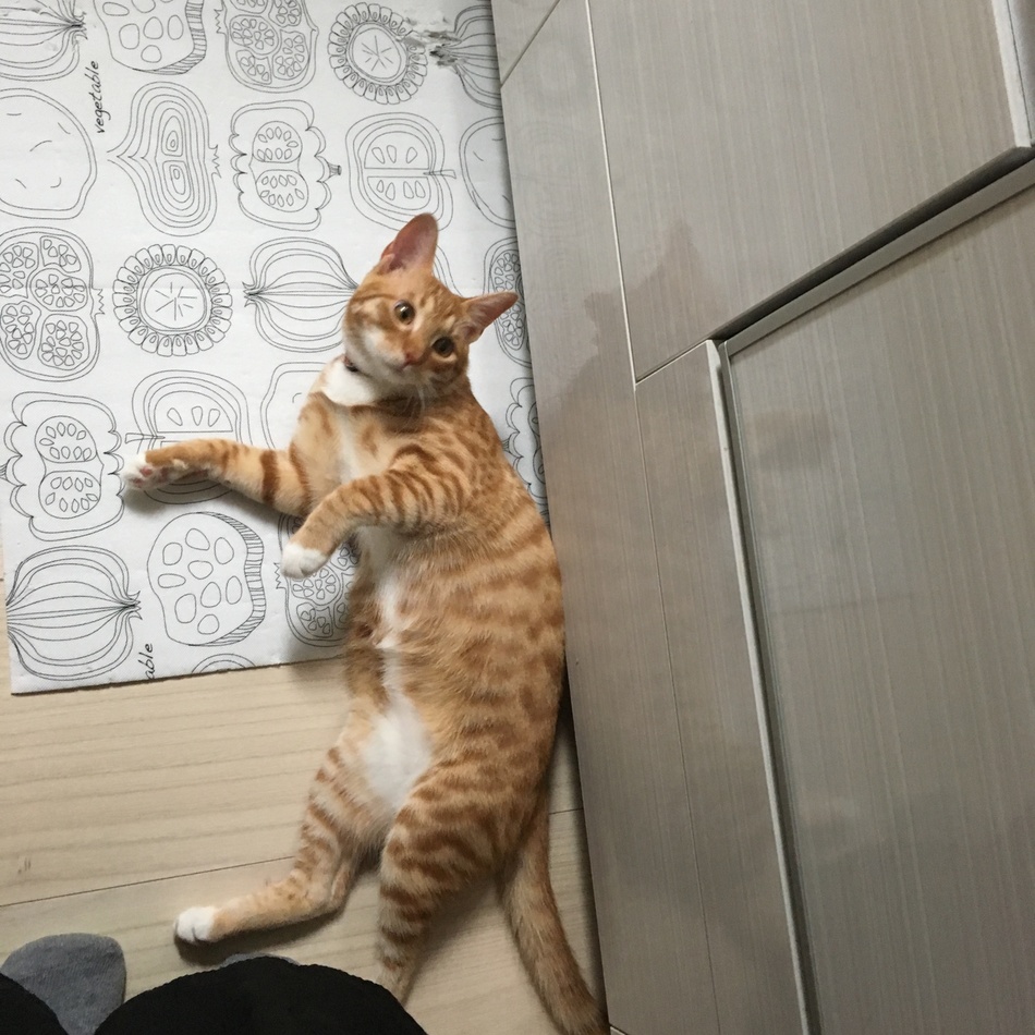 山本 律 （りつ）のカバー写真