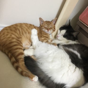 山本 律 （りつ）の写真