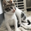 仔猫 里親募集