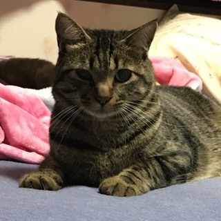 急募！成猫の里親さん探してます