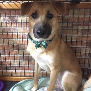 秀吉！8~9ヶ月（犬も猫も好きです）