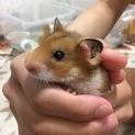 ハムスターの里親様大募集