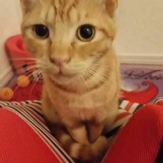 里親さん、決定しました。ありがとうございます！