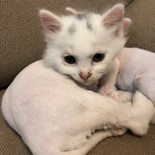 オッドアイの激かわ子猫